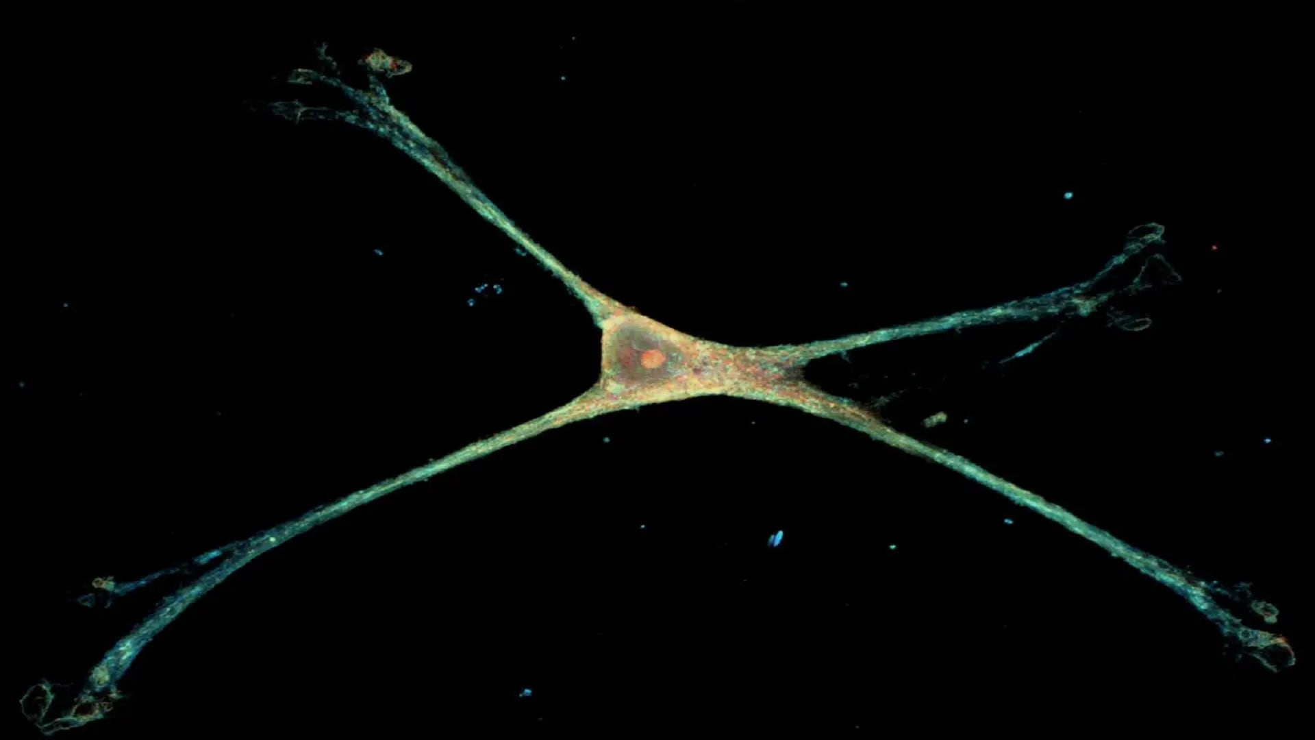 Los astrocitos, células con estructura estrellada, regulan la comunicación neuronal y participan en el mantenimiento de la barrera hematoencefálica (Foto Johns Hopkins University)