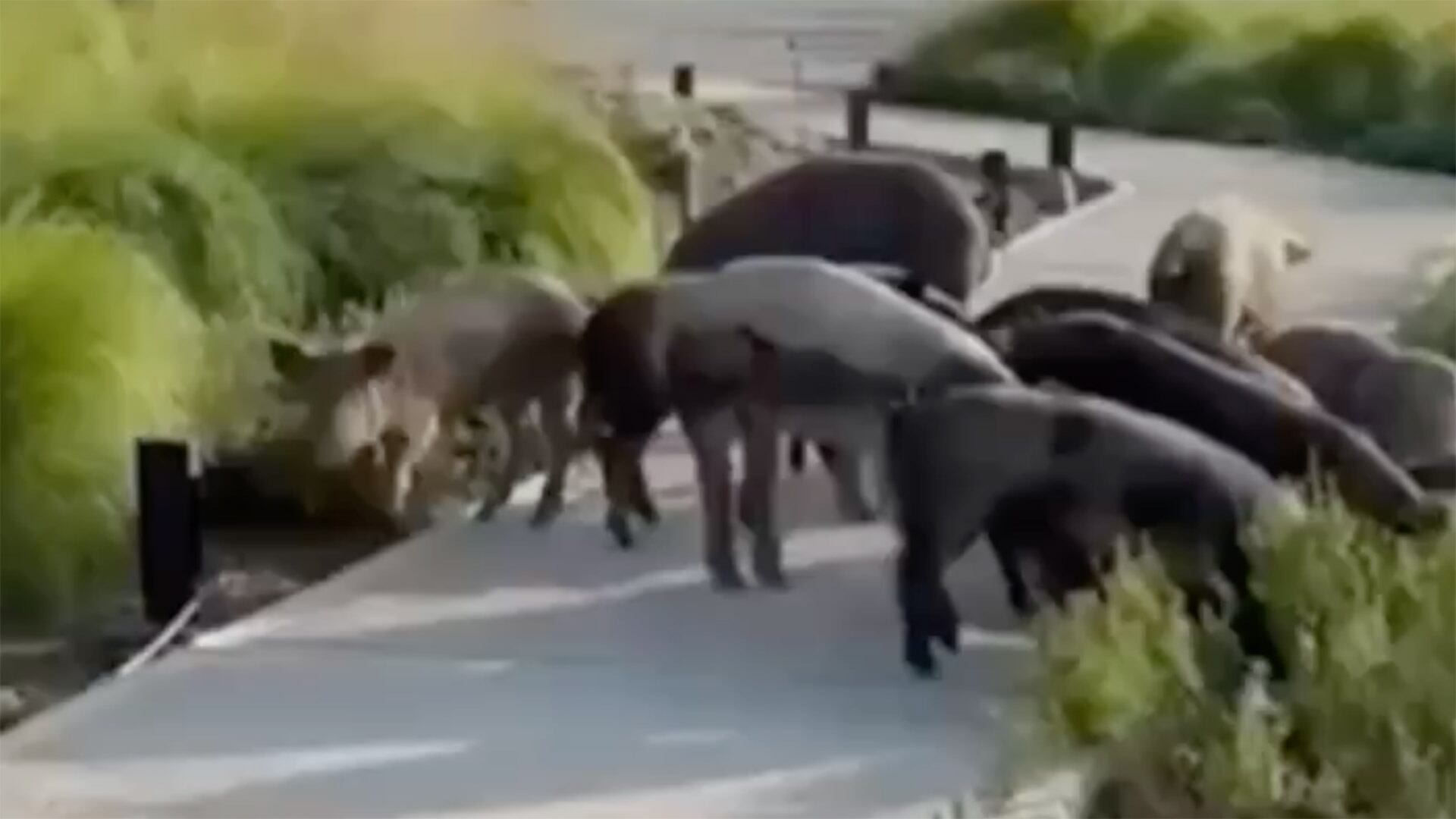 Videos e imágenes compartidas en redes sociales muestran a los chanchos salvajes caminando sin intimidación entre calles, plantas y residuos del country