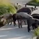 En medio de la polémica por el traslado de carpinchos, aparecieron chanchos salvajes sueltos en Nordelta