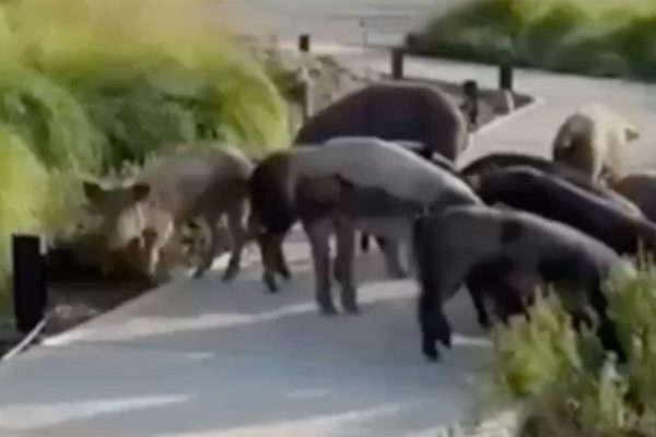 En medio de la polémica por el traslado de carpinchos, aparecieron chanchos salvajes sueltos en Nordelta