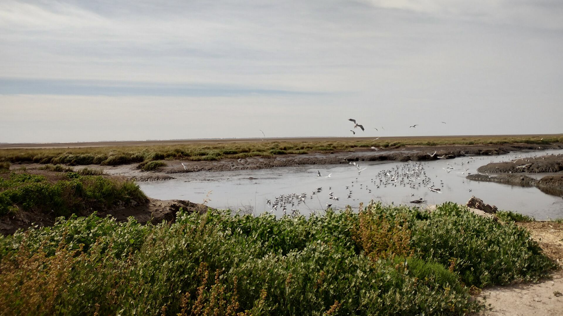 El equipo del Conicet y universidades públicas identificó que el 91,7% de los sedimentos vegetados en Bahía Blanca contienen partículas de origen humano/Créditos: IADO (Conicet -UNS)