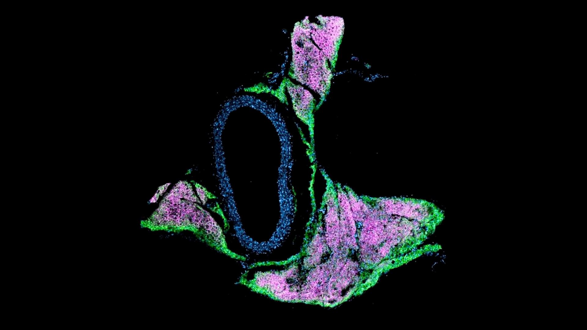 La imagen muestra cómo la grasa y los vasos sanguíneos están estrechamente conectados, un vínculo central en el estudio sobre presión arterial y tejido adiposo (Universidad Rockefeller)