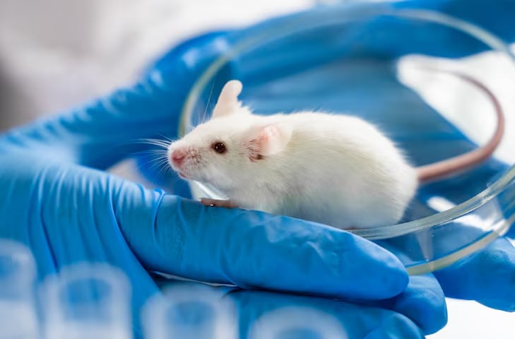 Hicieron un experimento que eliminó la grasa beige en ratones para observar su impacto en la presión arterial y los vasos sanguíneos (Freepik)