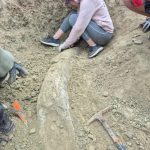 Hallazgo histórico en Miramar: descubrieron un colmillo de la Era del Hielo con más de 100.000 años de antigüedad