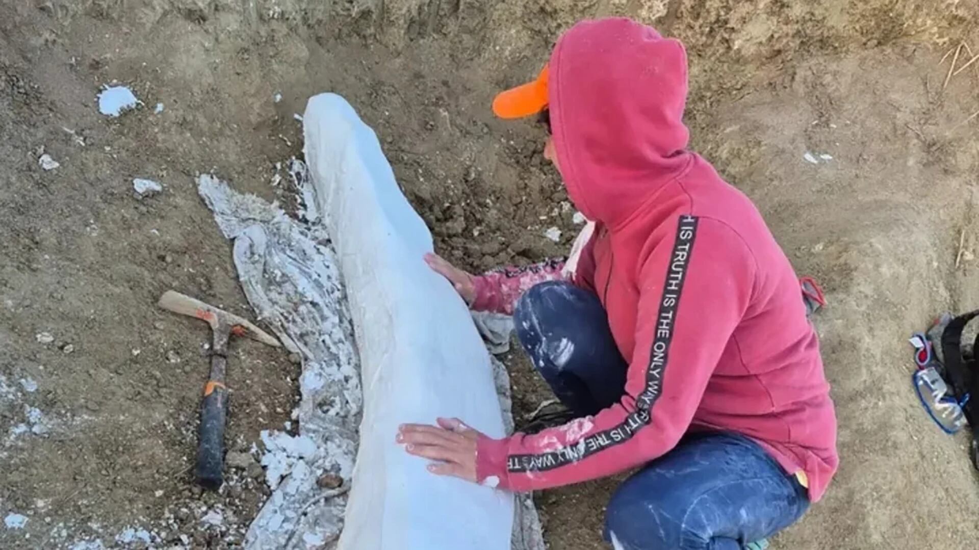 Un colmillo fósil de Notiomastodon platensis fue recuperado en Centinela del Mar, en la provincia de Buenos Aires (Museo de Ciencias Naturales de Miramar)