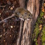 Hantavirus en provincia de Buenos Aires: murió una nena de 10 años en General Belgrano