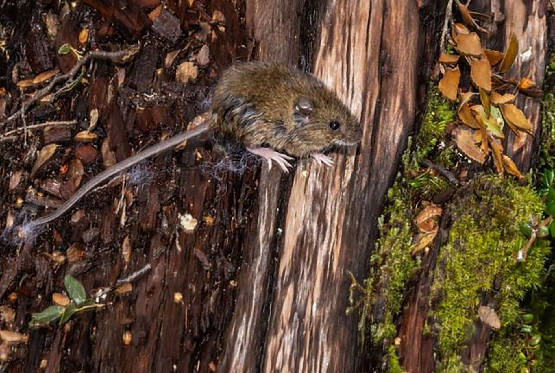 Hantavirus en provincia de Buenos Aires: murió una nena de 10 años en General Belgrano