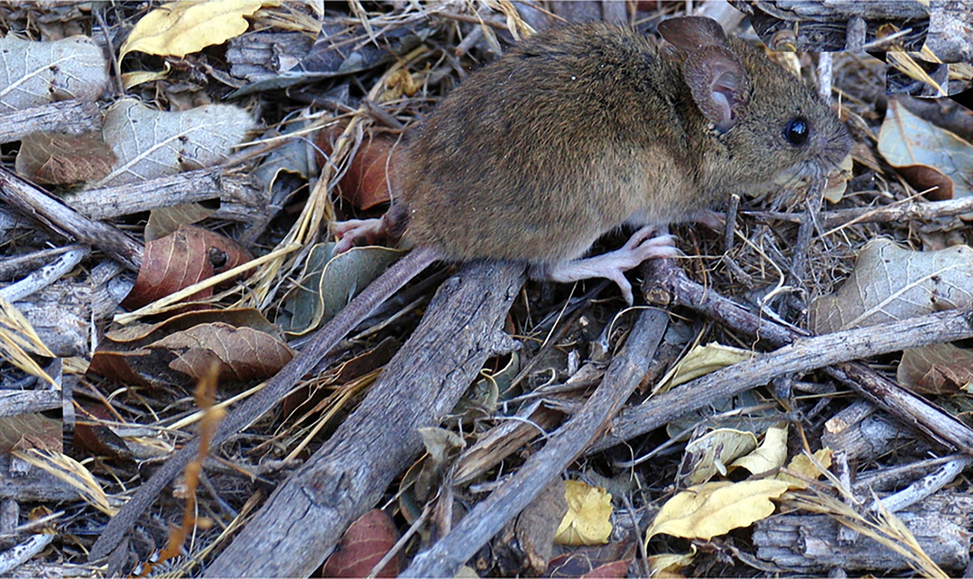 La mortalidad asociada al hantavirus alcanzó el 29,8 por ciento en Argentina en 2025