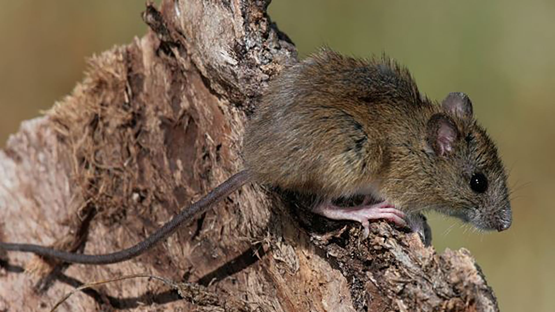 La letalidad del hantavirus en 2025 superó el promedio histórico, alcanzando el 33,6% según datos oficiales (SAREM)