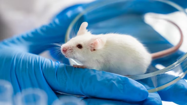 Pruebas en células madre de ratón confirman que el ARN envejecido altera genes relacionados con el metabolismo y la función cerebral en la descendencia (Freepik)