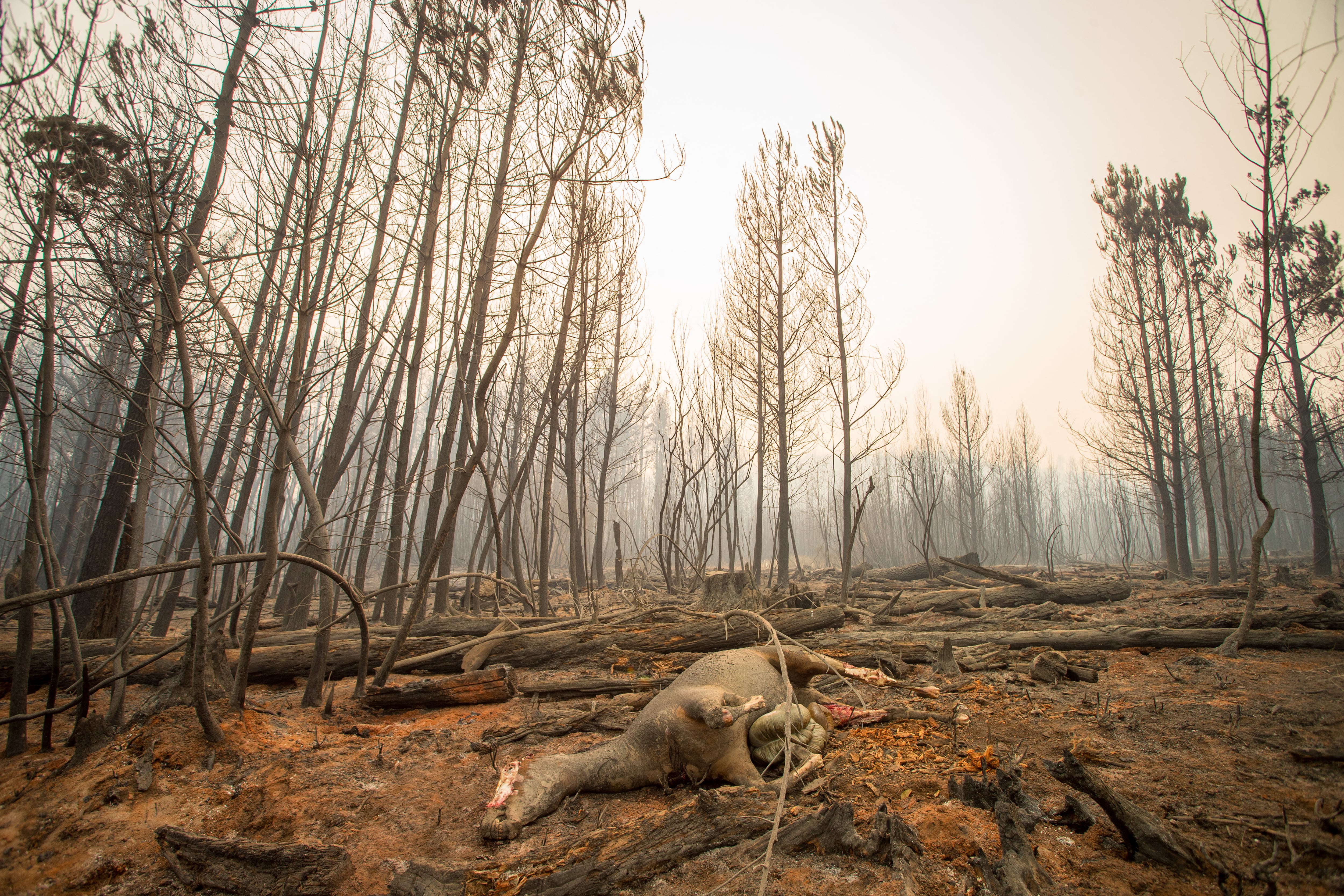 Los incendios afectaron 12 mil hectáreas en Chubut y el ecosistema sufrió por las llamas (Photo by Martin LEVICOY / AFP)