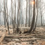 Incendios: Nacho Torres le pidió al Gobierno que evalúe remover a las autoridades del Parque Los Alerces