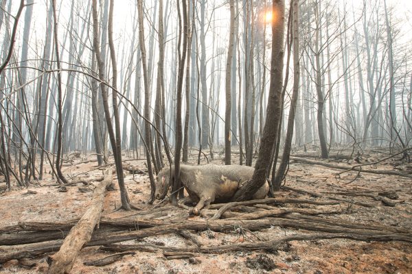Incendios: Nacho Torres le pidió al Gobierno que evalúe remover a las autoridades del Parque Los Alerces