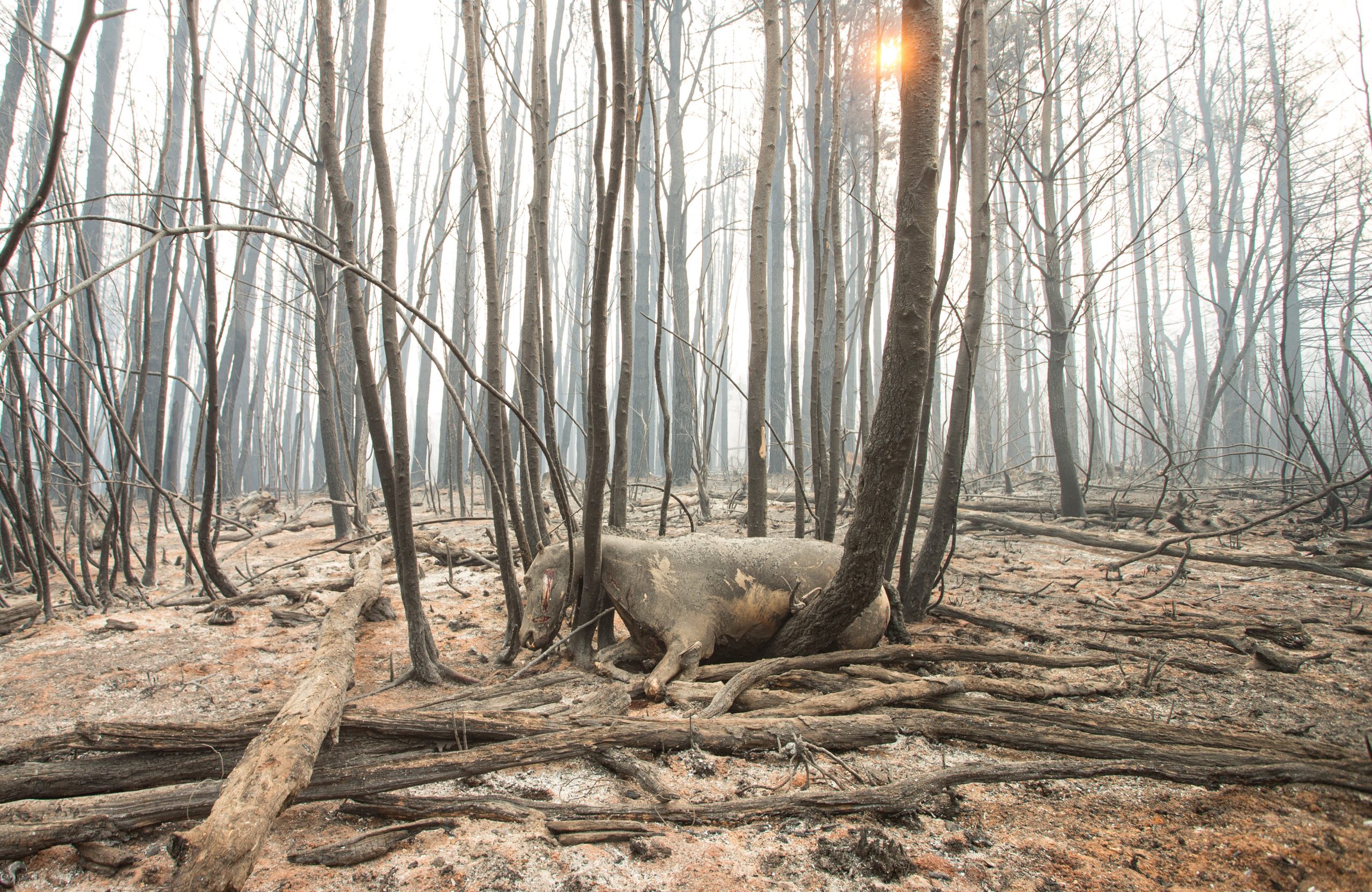 Incendios: Nacho Torres le pidió al Gobierno que evalúe remover a las autoridades del Parque Los Alerces
