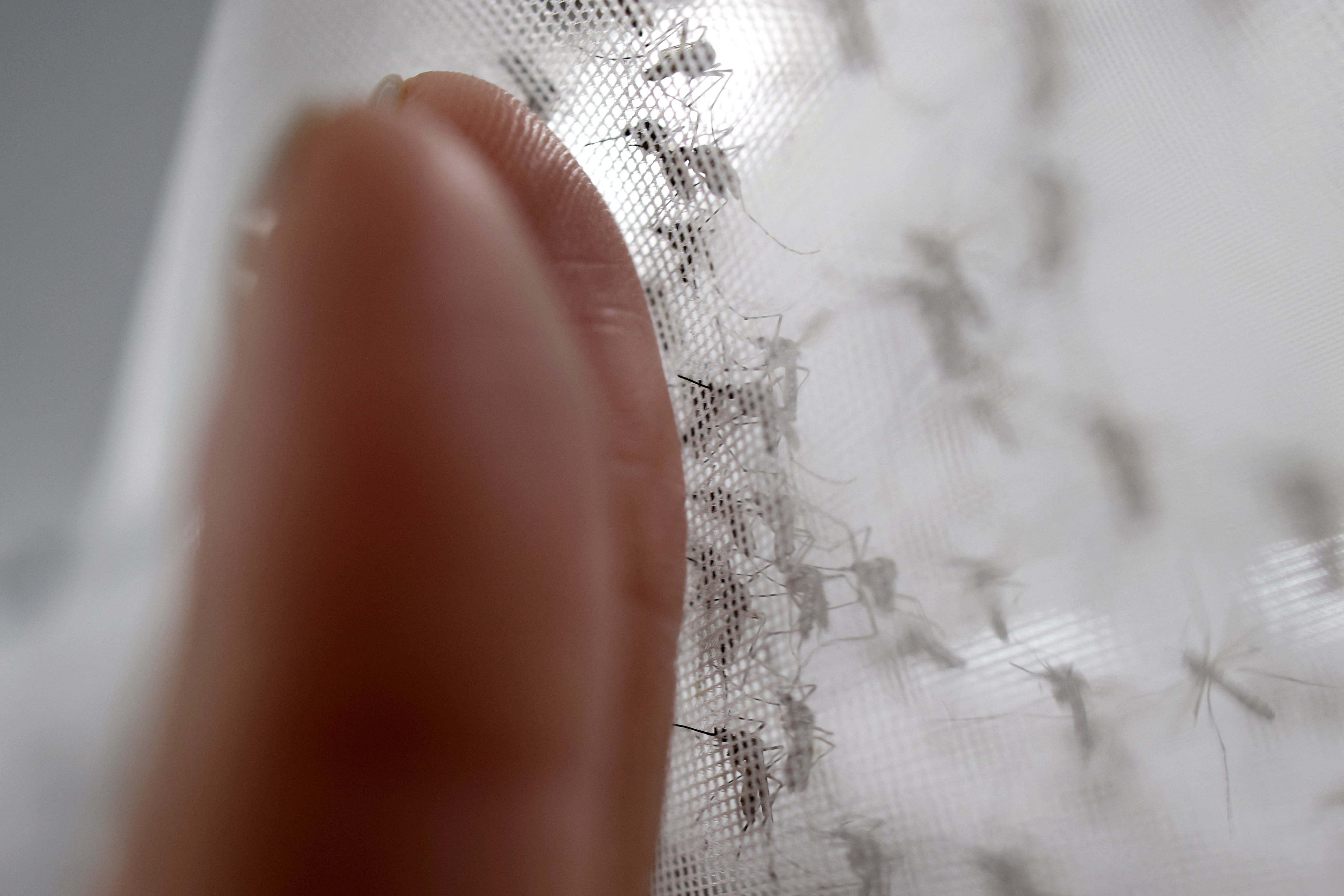 El dengue se mantiene como la enfermedad predominante por número de casos. REUTERS/Rodolfo Buhrer