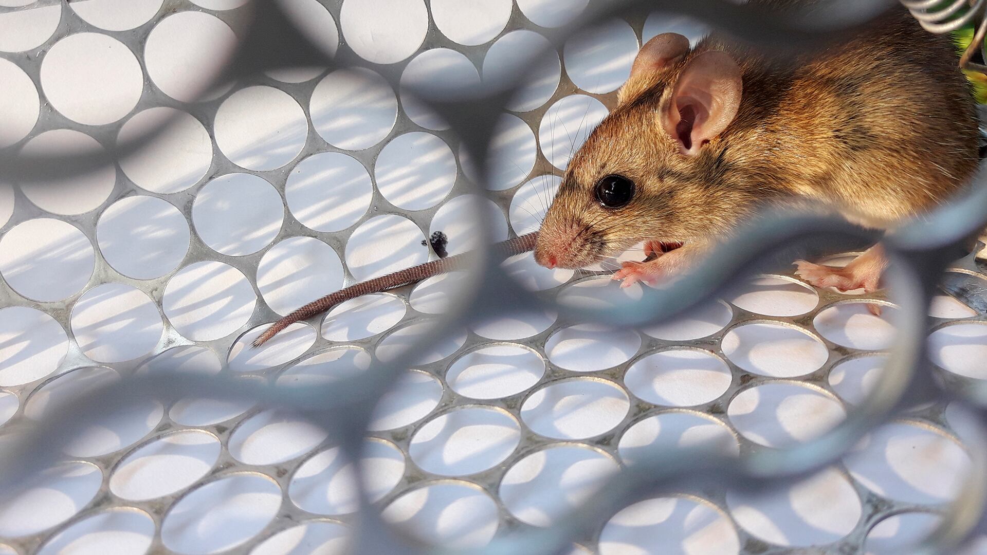 En Panamá, los casos de hantavirus se incrementan durante la estación seca. Shutterstock