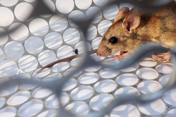 Influenza y neumonía marcan el cierre sanitario de 2025 en Panamá