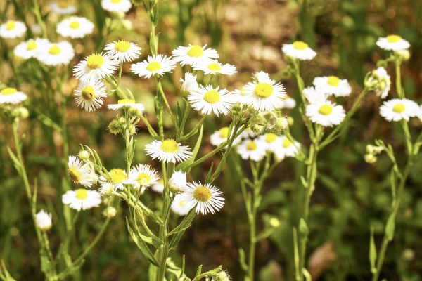 La hierba natural que ayuda a bajar la presión arterial y mejorar el sueño, según expertos