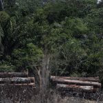 La sed de sangre humana crece entre los mosquitos por la deforestación y la pérdida de fauna silvestre