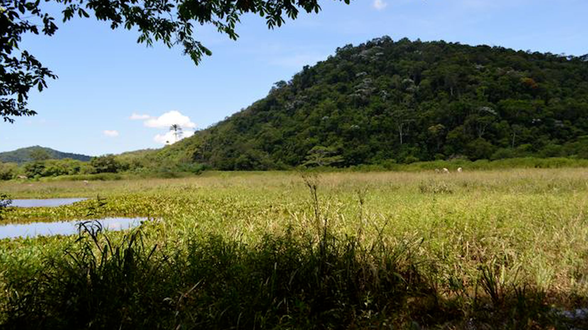 El Sítio Recanto Preservar en Silva Jardim, Río de Janeiro, fue uno de los lugares donde los investigadores capturaron y analizaron mosquitos para el estudio sobre cambios en su alimentación por la deforestación (Cecilia Ferreira de Mello) 