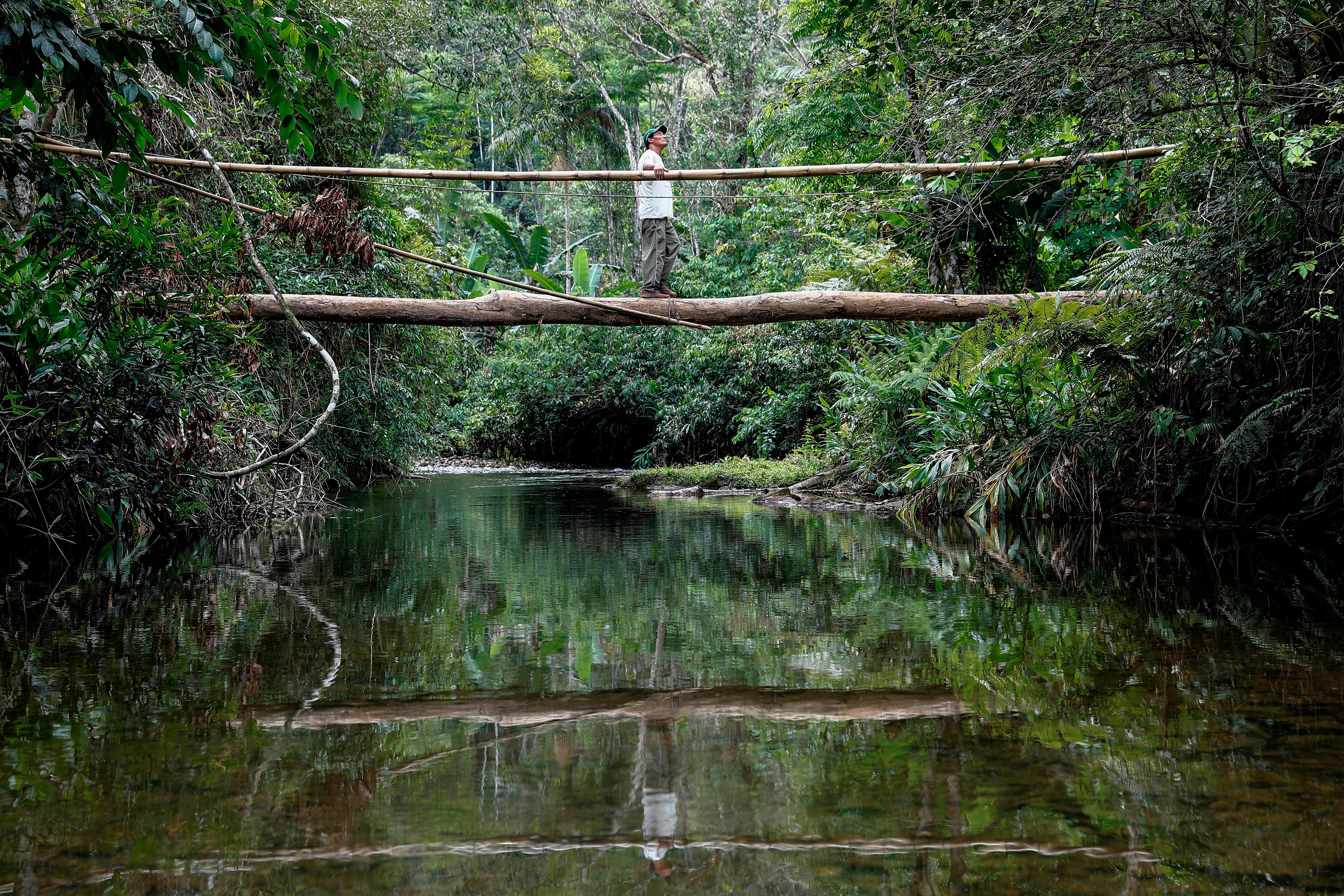 La deforestación en la Mata Atlántica de Brasil impulsa a los mosquitos a alimentarse más de sangre humana (Archivo - EFE/Sebastião Moreira) 