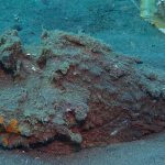 Los 10 peces más peligrosos del mundo: veneno, ataques y especies que representan un riesgo real para los humanos