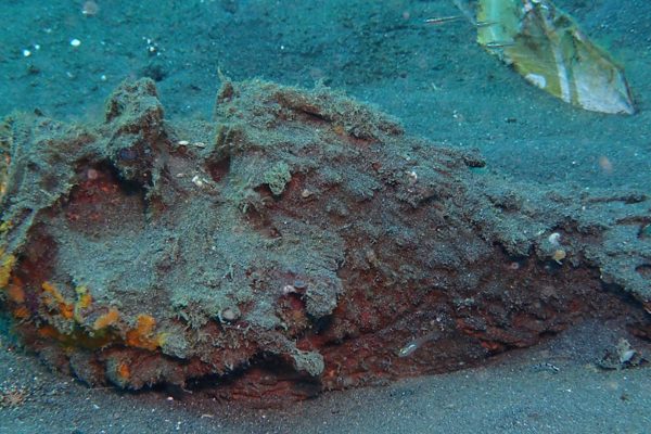 Los 10 peces más peligrosos del mundo: veneno, ataques y especies que representan un riesgo real para los humanos