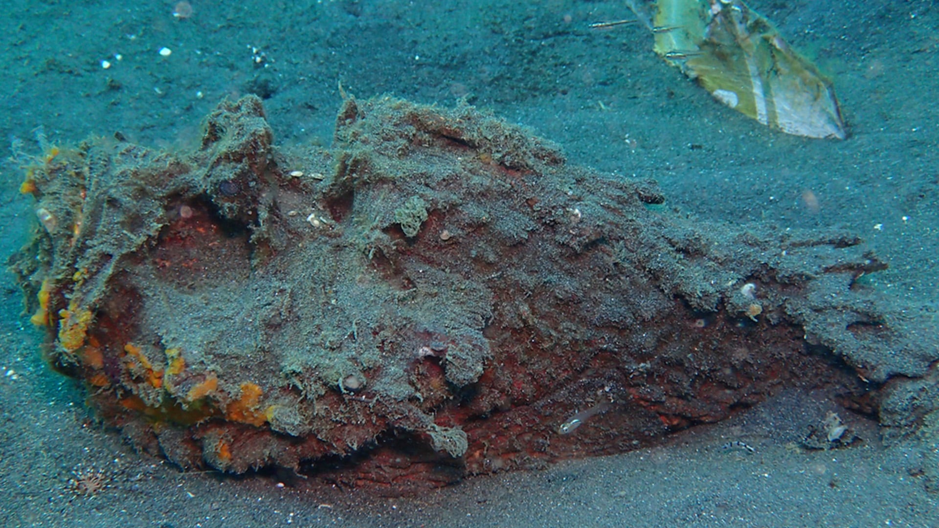 Los 10 peces más peligrosos del mundo: veneno, ataques y especies que representan un riesgo real para los humanos