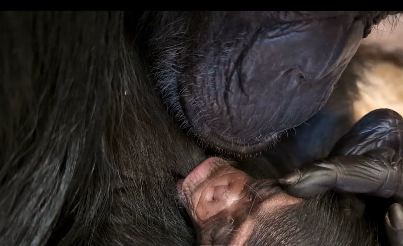 En los humanos, los comportamientos físicos peligrosos alcanzan su punto máximo en la adolescencia, a diferencia de los chimpancés (Captura de pantalla/ Facebook, SedgwickCountyZoo)