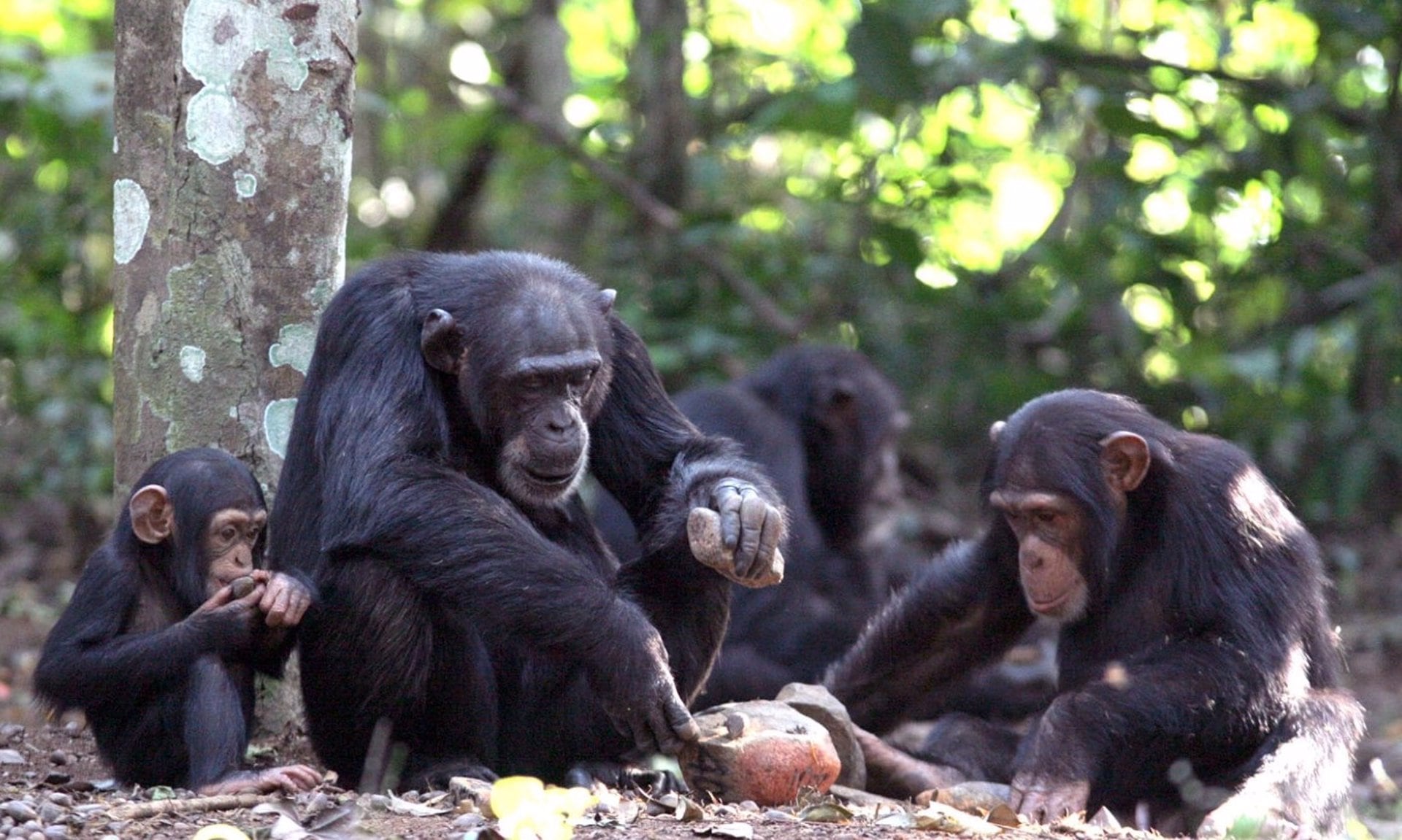 El estudio no observó diferencias significativas entre sexos ni alturas en la frecuencia de conductas arriesgadas en chimpancés jóvenes (Europa Press) 