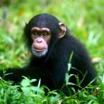 Los científicos identifican diferencias clave en el desarrollo de conductas riesgosas entre humanos y chimpancés