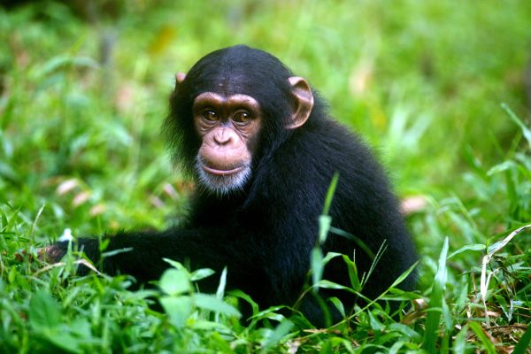 Los científicos identifican diferencias clave en el desarrollo de conductas riesgosas entre humanos y chimpancés