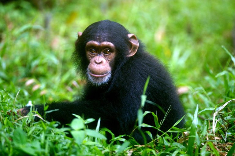 Los científicos identifican diferencias clave en el desarrollo de conductas riesgosas entre humanos y chimpancés