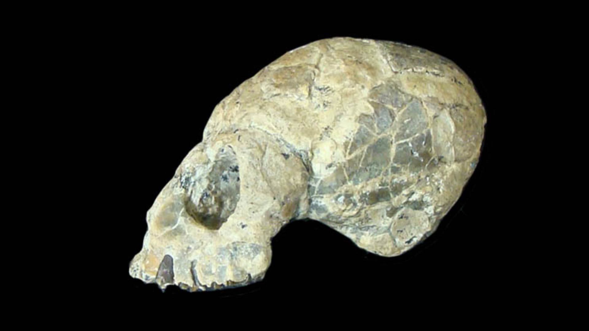 El fósil de Dolichocebus gaimanensis reveló que hace millones de años existieron monos en el actual territorio de Chubut (MACN)