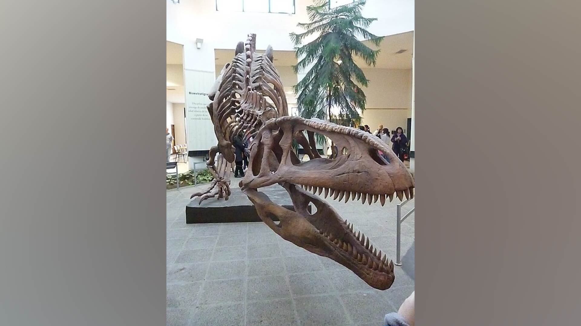 Tyrannotitan chubutensis fue uno de los dinosaurios carnívoros más grandes que habitó en el actual territorio de Chubut. Vivió hace unos 110 millones de años (MEF)