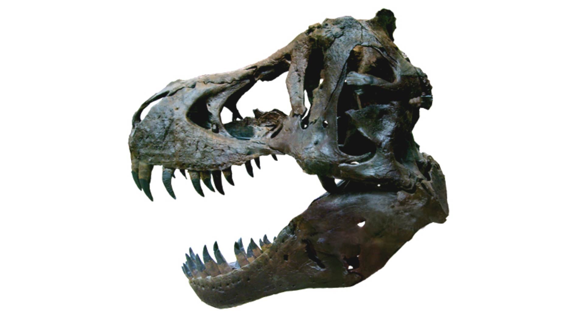 Patagosaurus fariasi fue un gran dinosaurio saurópodo herbívoro. Sus restos se encontraron en la zona de Cerro Cóndor, Chubut/Archivo