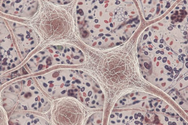 Los súper ancianos revelan una clave genética que redefine el riesgo de Alzheimer en la vejez