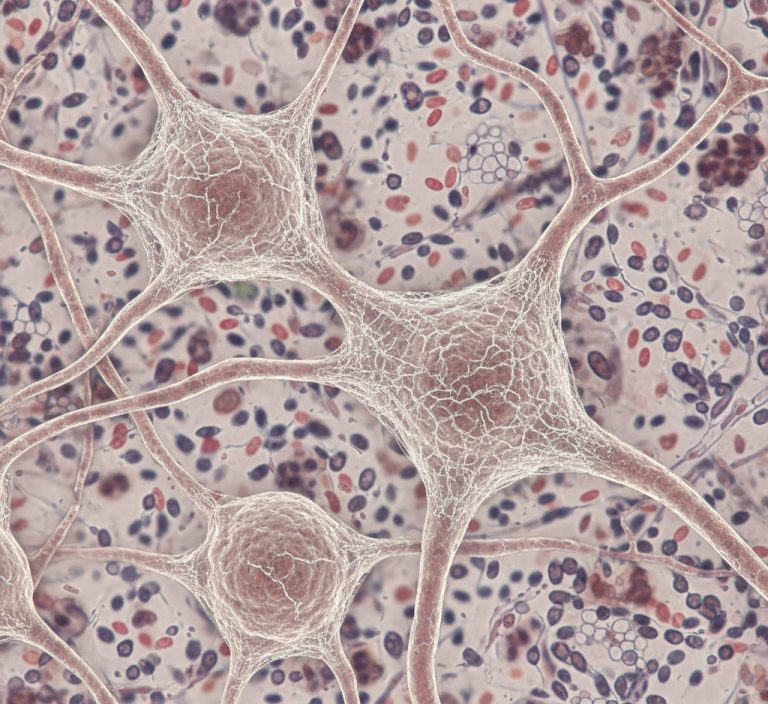 Los súper ancianos revelan una clave genética que redefine el riesgo de Alzheimer en la vejez