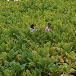 Lucía Salinas estrena “HUMO: el delito invisible”, el documental sobre contrabando de cigarrillos