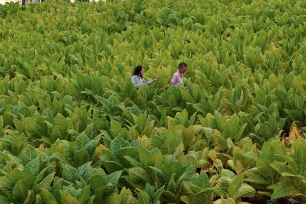 Lucía Salinas estrena “HUMO: el delito invisible”, el documental sobre contrabando de cigarrillos