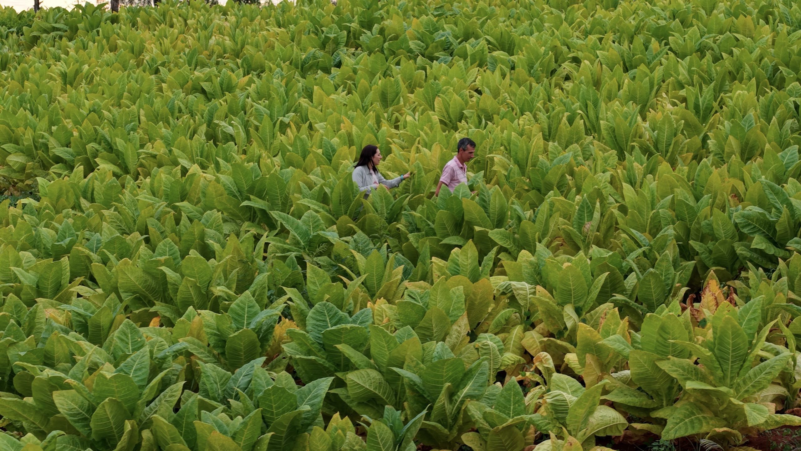 Lucía Salinas estrena “HUMO: el delito invisible”, el documental sobre contrabando de cigarrillos