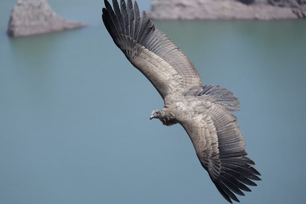 Un cóndor andino juvenil fue rescatado y rehabilitado en Mendoza antes de ser reintegrado a su hábitat natural en Valle Grande, San Rafael (Gobierno de Mendoza)