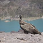 Mendoza: liberaron un cóndor andino que no sabía volar en su hábitat natural