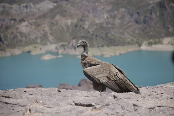 Mendoza: liberaron un cóndor andino que no sabía volar en su hábitat natural