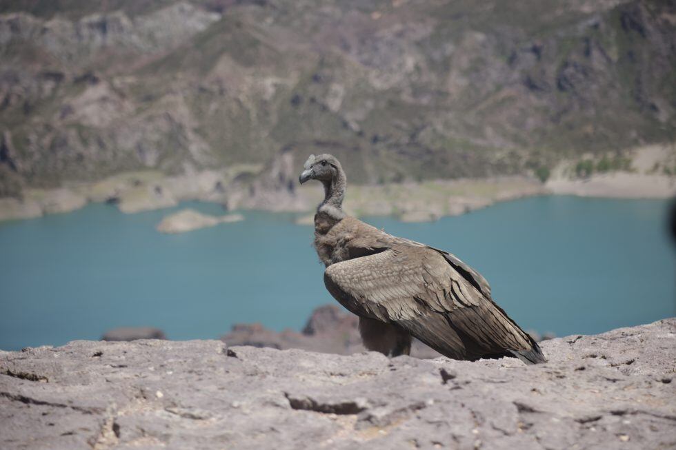 Mendoza: liberaron un cóndor andino que no sabía volar en su hábitat natural
