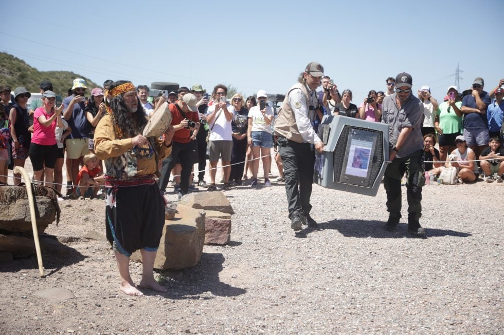 La coordinación entre Policía Rural, Fundación SOS Acción Salvaje y organismos provinciales permitió una intervención efectiva en la conservación del cóndor andino (Gobierno de Mendoza)
