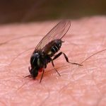 Mosca negra o barigüí: por qué muerde y cómo evitar infecciones