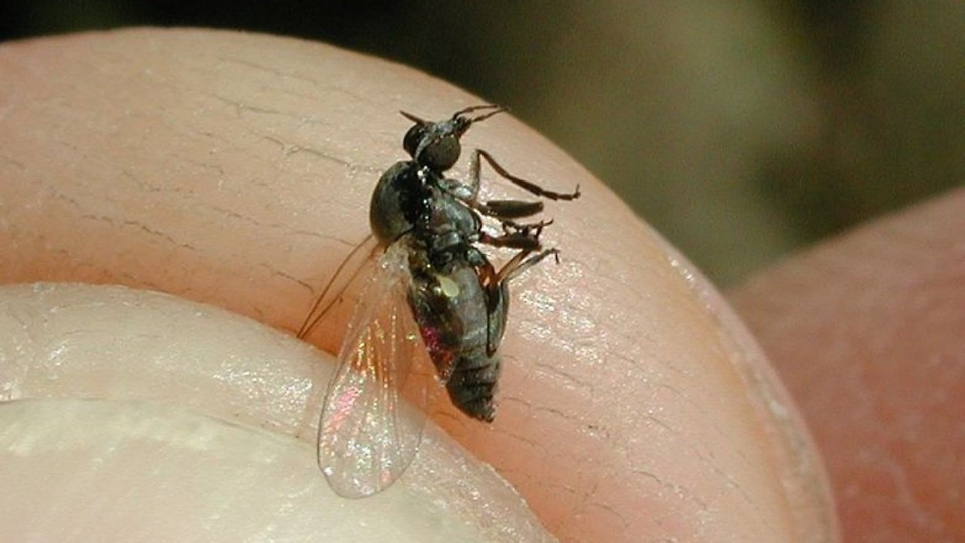 El barigüí, conocido como mosca negra, incrementa su presencia en la presencia de Buenos Aires durante los meses cálidos y lluviosos (Fritz Geller Grimm)