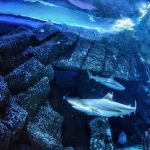 Murió un nene australiano de 12 años que fue mordido por un tiburón en el puerto de Sídney