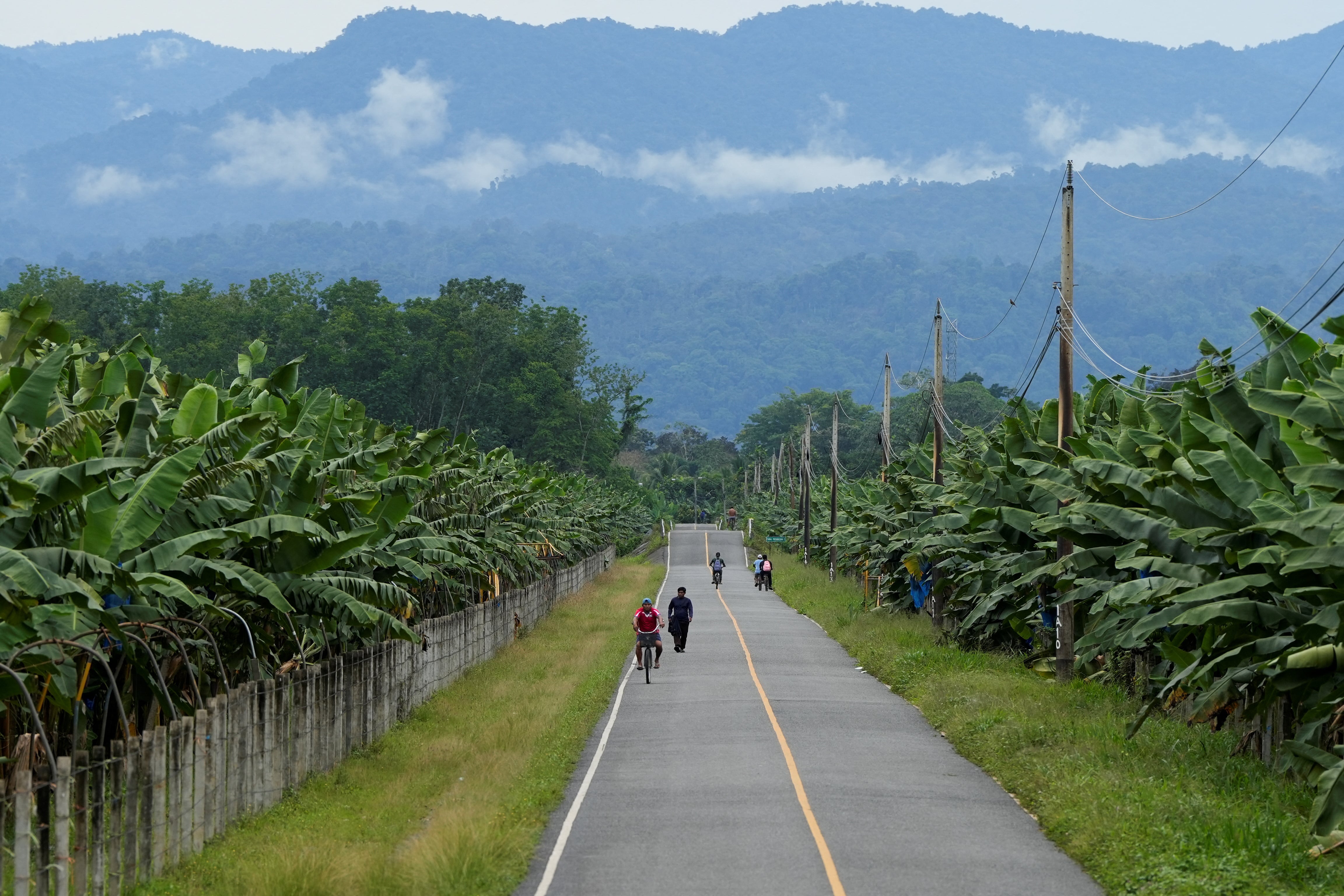 Las autoridades atribuyen el aumento del desempleo al cierre de las plantaciones bananeras en Bocas del Toro a mediados de 2025, tras protestas de trabajadores por los cambios a la ley de la Caja del Seguro Social. REUTERS/Enea Lebrun